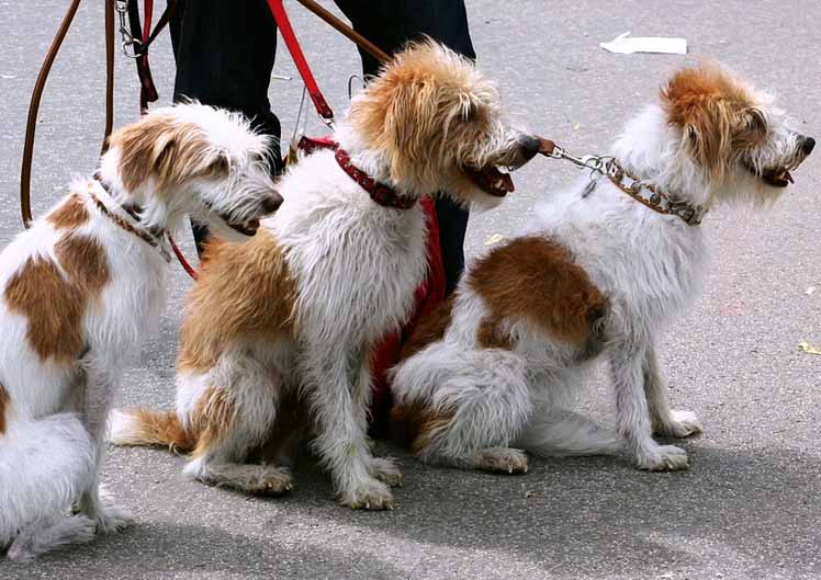 Make money walking dogs